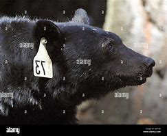 Image result for Black Bear Head