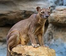 Image result for Fossa Small Animals