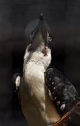 Image result for Von Der Decken's Hornbill