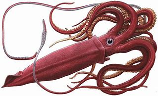 Image result for Deep Sea Colossal Squid