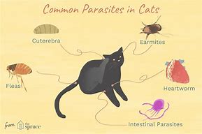 Image result for Worms in Kittens Poop