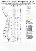 Image result for Spinal Chart Hand Out