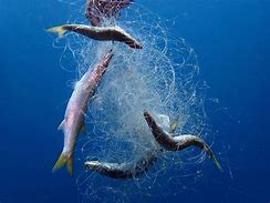 Image result for Abandoned Fishing Nets