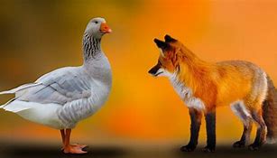 Image result for Fox Goose