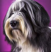 Image result for Tibetan Terrier Dog Breed