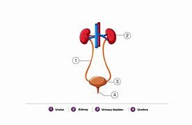 Image result for Excretory System Diagram Complex