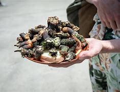 Image result for Eating Barnacles