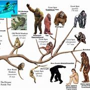 Image result for Primate Classification Chart