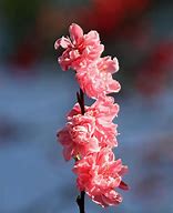 Image result for Summer Peach Tree