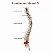 Image result for L5 Lumbar Vertebrae