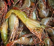 Image result for Shrimp Close Up