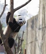 Image result for Panda Climbing