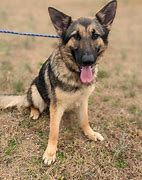 Image result for White German Shepherd 1 Year Old