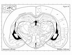 Image result for Rat Brain Model