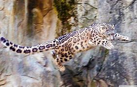 Image result for Leopard Jumps Over