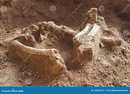 Image result for Archaeological Human Bones