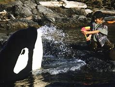 Image result for Free Willy Jumping