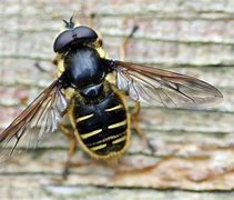 Image result for Flying Ant Bee