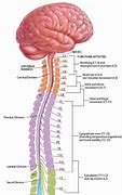 Image result for Lumbar and Sacral Spine