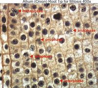 Image result for Allium Root Tip Labeled