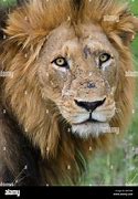 Image result for African Lion Eyes