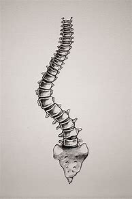 Image result for Drawing of Spine