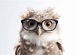 Image result for Owl with Glasses On an Hair