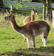 Image result for Camelids