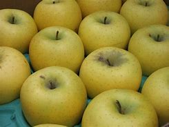 Image result for Pome Fruit Farm