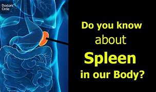 Image result for Spleen Disease Symptoms