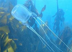 Image result for Dangerous Sea Life