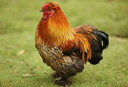 Image result for Miniature Chickens