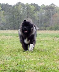 Image result for Long Hair Akita