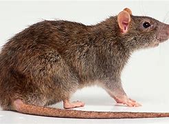 Image result for Rotating Rat