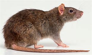 Image result for Reading Rat