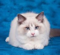 Image result for Large Ragdoll Cat