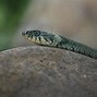 Image result for Snake Island Animals