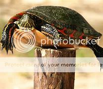 Image result for Turtle On Post