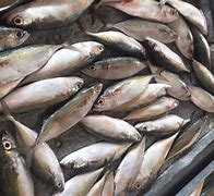 Image result for Indian Mackerel