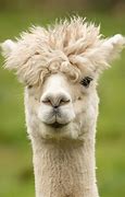 Image result for Alpaca Long Hair