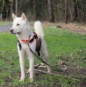 Image result for Kin 50 White Spectral Dog