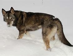 Image result for Tamaskan Husky Dog