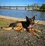 Image result for K9 Police Car