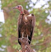 Image result for Old World Vulture