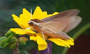 Image result for Sphingine Moth