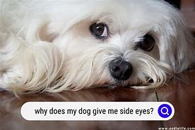 Image result for Dog Side Eye Mene