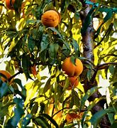 Image result for Identify Peach Tree