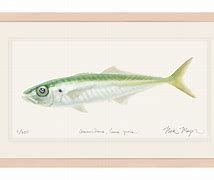 Image result for Jack Mackerel Pouch