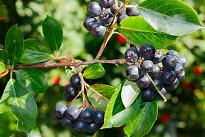 Image result for Aronia Tree