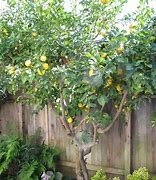 Image result for Patio Lemon Tree